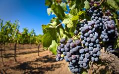 COOL INTO THE WINE FULL DAY TOUR - (WITH 2 WINE TASTINGS)